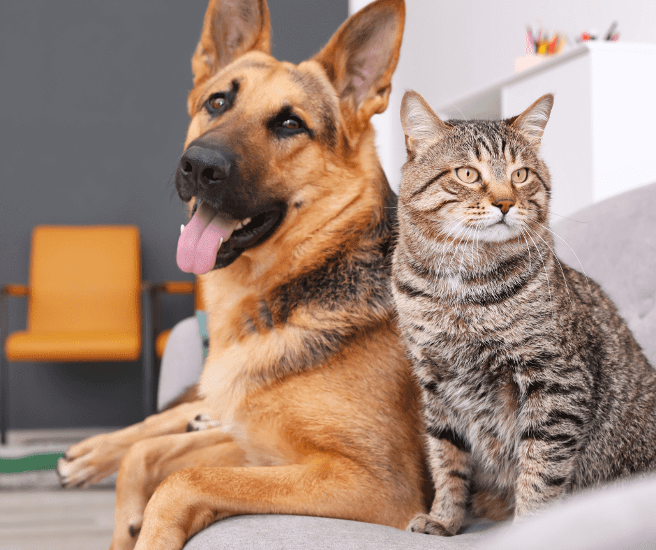 A guide from your Gettysburg will and trust lawyer